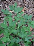 Sassafras / Sassafras albidum 